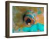 Close-up Detail of Parrotfish Eye, Solomon Islands-Stocktrek Images-Framed Premium Photographic Print