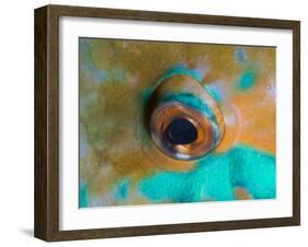 Close-up Detail of Parrotfish Eye, Solomon Islands-Stocktrek Images-Framed Premium Photographic Print