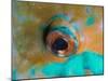 Close-up Detail of Parrotfish Eye, Solomon Islands-Stocktrek Images-Mounted Premium Photographic Print