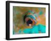 Close-up Detail of Parrotfish Eye, Solomon Islands-Stocktrek Images-Framed Photographic Print