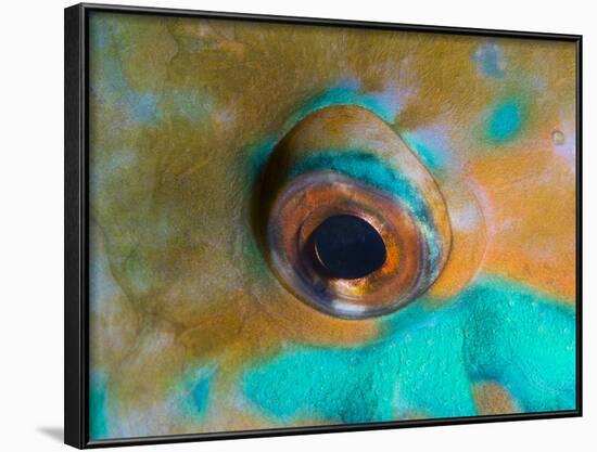 Close-up Detail of Parrotfish Eye, Solomon Islands-Stocktrek Images-Framed Photographic Print