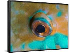 Close-up Detail of Parrotfish Eye, Solomon Islands-Stocktrek Images-Framed Photographic Print