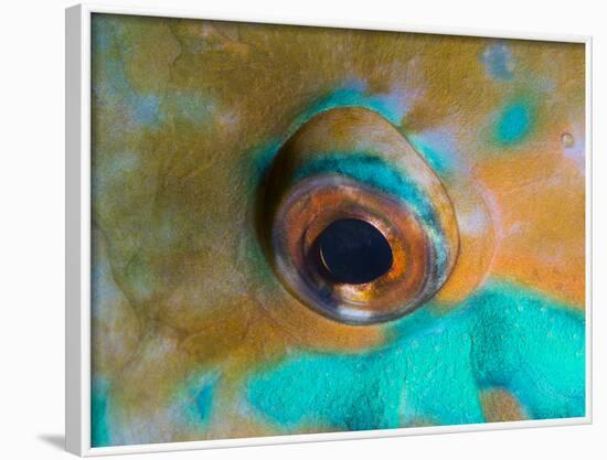 Close-up Detail of Parrotfish Eye, Solomon Islands-Stocktrek Images-Framed Photographic Print