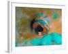 Close-up Detail of Parrotfish Eye, Solomon Islands-Stocktrek Images-Framed Photographic Print