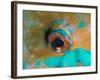 Close-up Detail of Parrotfish Eye, Solomon Islands-Stocktrek Images-Framed Photographic Print
