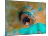 Close-up Detail of Parrotfish Eye, Solomon Islands-Stocktrek Images-Mounted Photographic Print