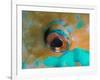 Close-up Detail of Parrotfish Eye, Solomon Islands-Stocktrek Images-Framed Photographic Print