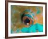 Close-up Detail of Parrotfish Eye, Solomon Islands-Stocktrek Images-Framed Photographic Print