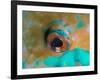 Close-up Detail of Parrotfish Eye, Solomon Islands-Stocktrek Images-Framed Photographic Print