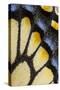 Close-Up Detail Wing Pattern of Tropical Butterfly-Darrell Gulin-Stretched Canvas