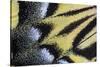 Close-Up Detail Wing Pattern of Tropical Butterfly-Darrell Gulin-Stretched Canvas