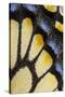 Close-Up Detail Wing Pattern of Tropical Butterfly-Darrell Gulin-Stretched Canvas