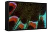 Close-Up Detail Wing Pattern of Tropical Butterfly-Darrell Gulin-Framed Stretched Canvas
