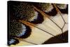 Close-Up Detail Wing Pattern of Tropical Butterfly-Darrell Gulin-Stretched Canvas