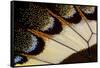 Close-Up Detail Wing Pattern of Tropical Butterfly-Darrell Gulin-Framed Stretched Canvas