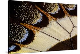 Close-Up Detail Wing Pattern of Tropical Butterfly-Darrell Gulin-Stretched Canvas