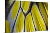 Close-Up Detail Wing Pattern of Tropical Butterfly-Darrell Gulin-Stretched Canvas