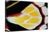 Close-Up Detail Wing Pattern of Tropical Butterfly-Darrell Gulin-Stretched Canvas