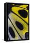 Close-Up Detail Wing Pattern of Tropical Butterfly-Darrell Gulin-Framed Stretched Canvas