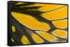 Close-Up Detail Wing Pattern of Tropical Butterfly-Darrell Gulin-Framed Stretched Canvas