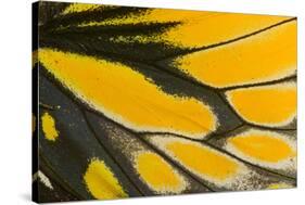 Close-Up Detail Wing Pattern of Tropical Butterfly-Darrell Gulin-Stretched Canvas