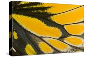 Close-Up Detail Wing Pattern of Tropical Butterfly-Darrell Gulin-Stretched Canvas