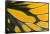 Close-Up Detail Wing Pattern of Tropical Butterfly-Darrell Gulin-Framed Stretched Canvas