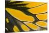 Close-Up Detail Wing Pattern of Tropical Butterfly-Darrell Gulin-Stretched Canvas