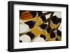 Close-Up Detail Wing Pattern of Tropical Butterfly-Darrell Gulin-Framed Photographic Print