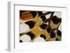 Close-Up Detail Wing Pattern of Tropical Butterfly-Darrell Gulin-Framed Photographic Print