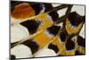 Close-Up Detail Wing Pattern of Tropical Butterfly-Darrell Gulin-Mounted Photographic Print