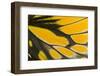 Close-Up Detail Wing Pattern of Tropical Butterfly-Darrell Gulin-Framed Photographic Print