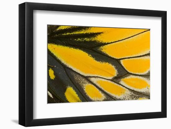 Close-Up Detail Wing Pattern of Tropical Butterfly-Darrell Gulin-Framed Photographic Print