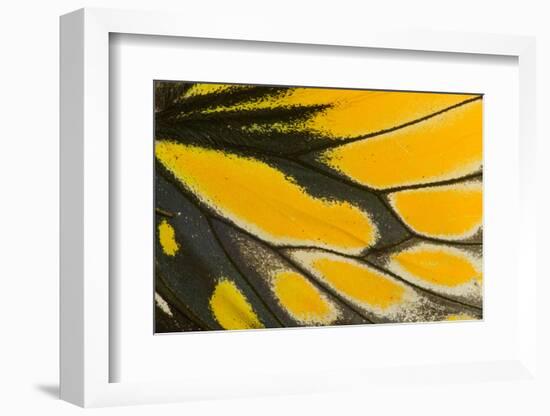 Close-Up Detail Wing Pattern of Tropical Butterfly-Darrell Gulin-Framed Photographic Print