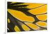 Close-Up Detail Wing Pattern of Tropical Butterfly-Darrell Gulin-Framed Photographic Print