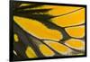 Close-Up Detail Wing Pattern of Tropical Butterfly-Darrell Gulin-Framed Photographic Print