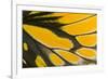 Close-Up Detail Wing Pattern of Tropical Butterfly-Darrell Gulin-Framed Photographic Print