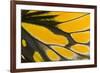 Close-Up Detail Wing Pattern of Tropical Butterfly-Darrell Gulin-Framed Photographic Print