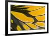 Close-Up Detail Wing Pattern of Tropical Butterfly-Darrell Gulin-Framed Photographic Print