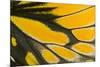 Close-Up Detail Wing Pattern of Tropical Butterfly-Darrell Gulin-Mounted Photographic Print