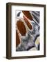 Close-Up Detail Wing Pattern of Tropical Butterfly-Darrell Gulin-Framed Photographic Print