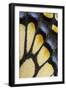 Close-Up Detail Wing Pattern of Tropical Butterfly-Darrell Gulin-Framed Photographic Print