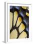 Close-Up Detail Wing Pattern of Tropical Butterfly-Darrell Gulin-Framed Photographic Print