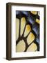 Close-Up Detail Wing Pattern of Tropical Butterfly-Darrell Gulin-Framed Photographic Print