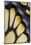 Close-Up Detail Wing Pattern of Tropical Butterfly-Darrell Gulin-Mounted Photographic Print