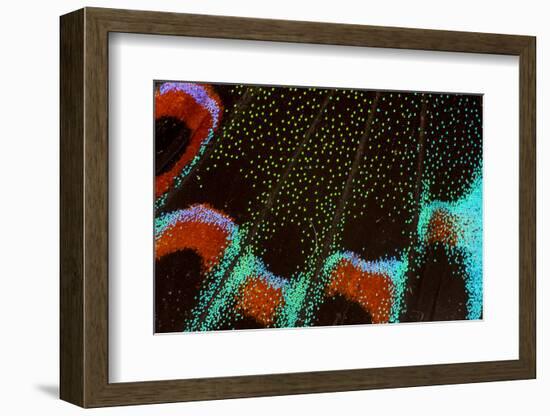 Close-Up Detail Wing Pattern of Tropical Butterfly-Darrell Gulin-Framed Photographic Print