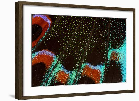 Close-Up Detail Wing Pattern of Tropical Butterfly-Darrell Gulin-Framed Photographic Print