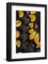 Close-Up Detail Wing Pattern of Tropical Butterfly-Darrell Gulin-Framed Photographic Print