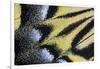 Close-Up Detail Wing Pattern of Tropical Butterfly-Darrell Gulin-Framed Photographic Print