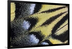 Close-Up Detail Wing Pattern of Tropical Butterfly-Darrell Gulin-Framed Photographic Print